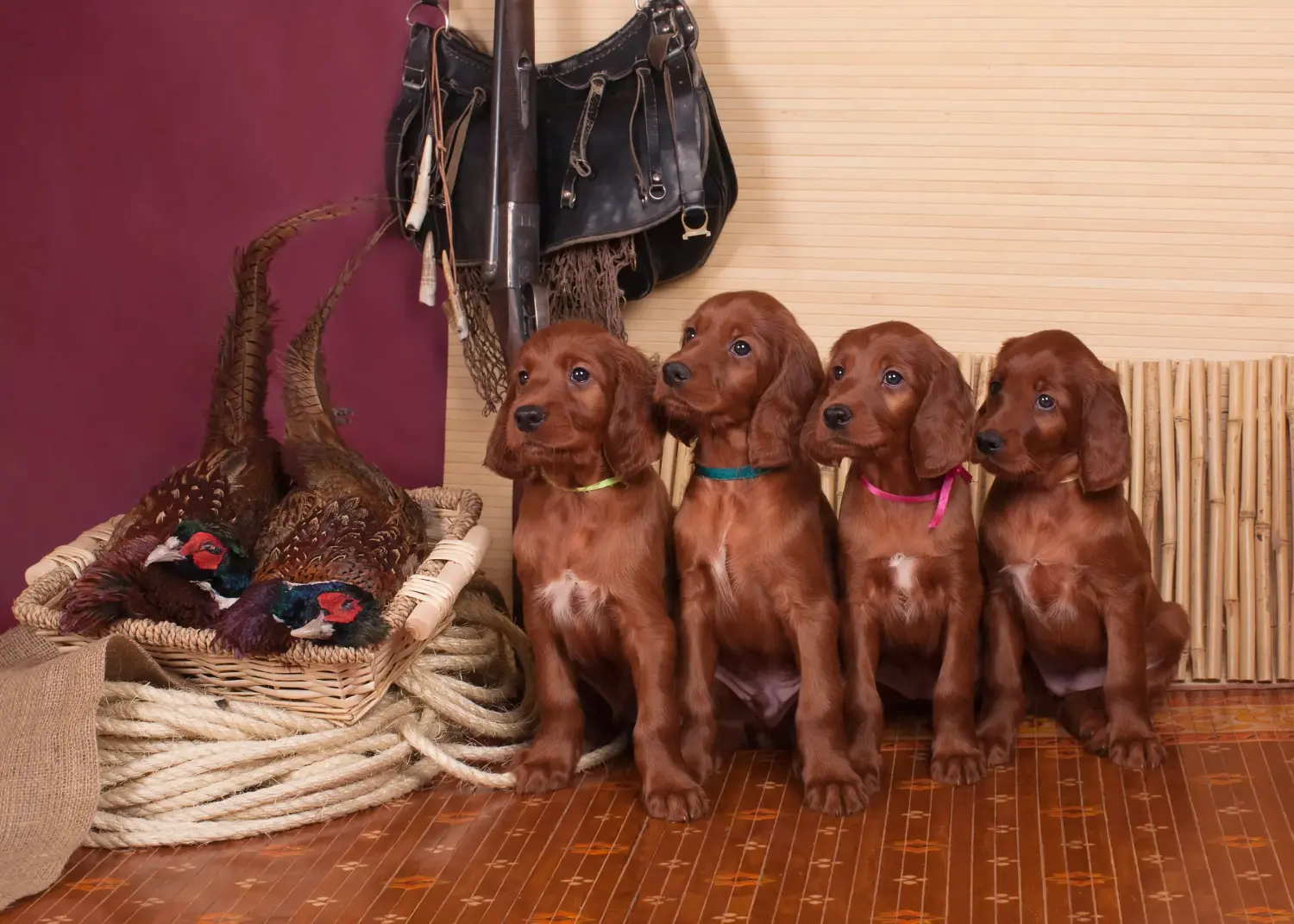 Buying an Irish Red Setter puppy means taking responsibility! Buy Irish Red Setter puppies.