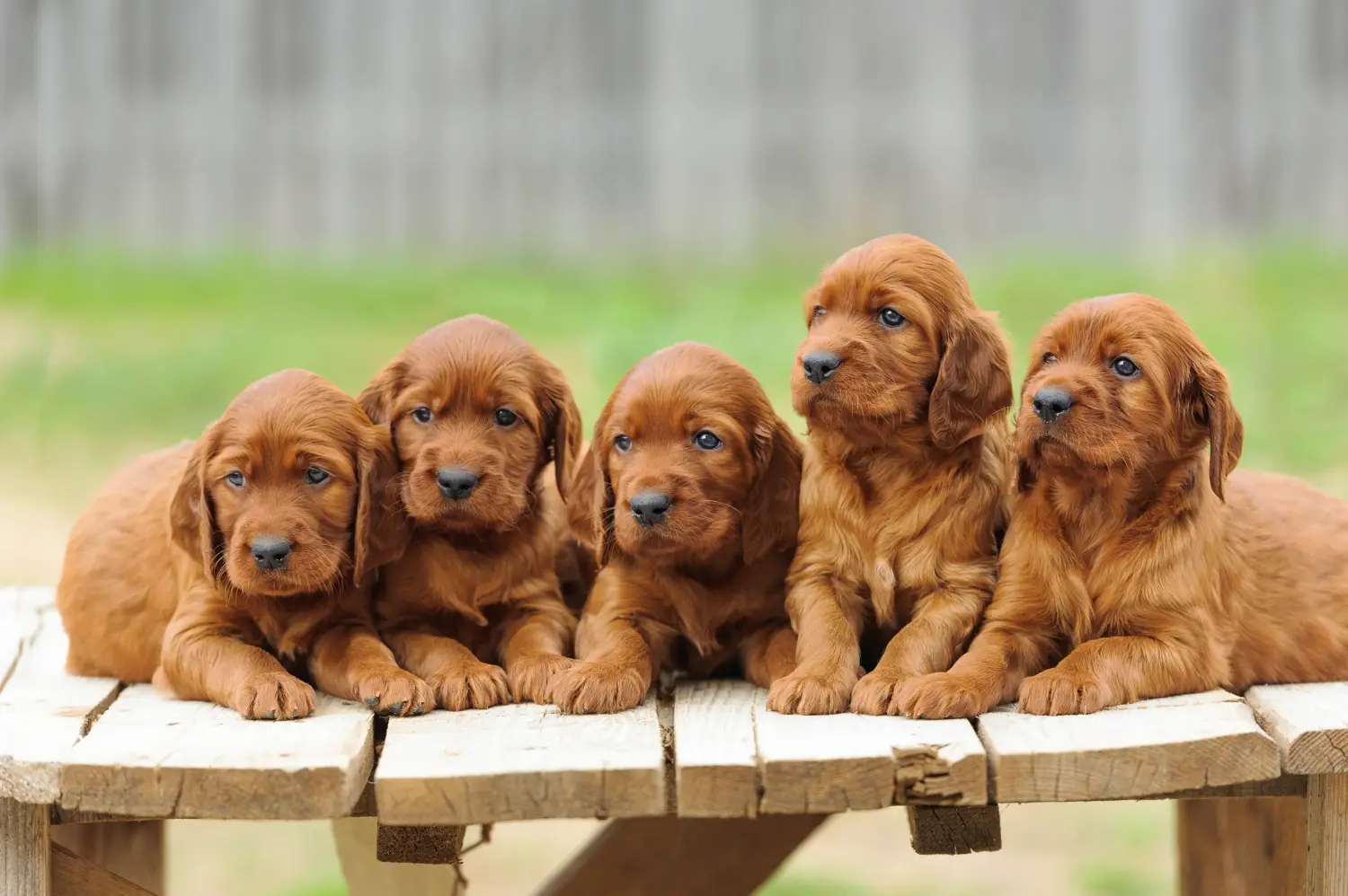 Buying an Irish Red Setter puppy means taking responsibility! Buy Irish Red Setter puppies.