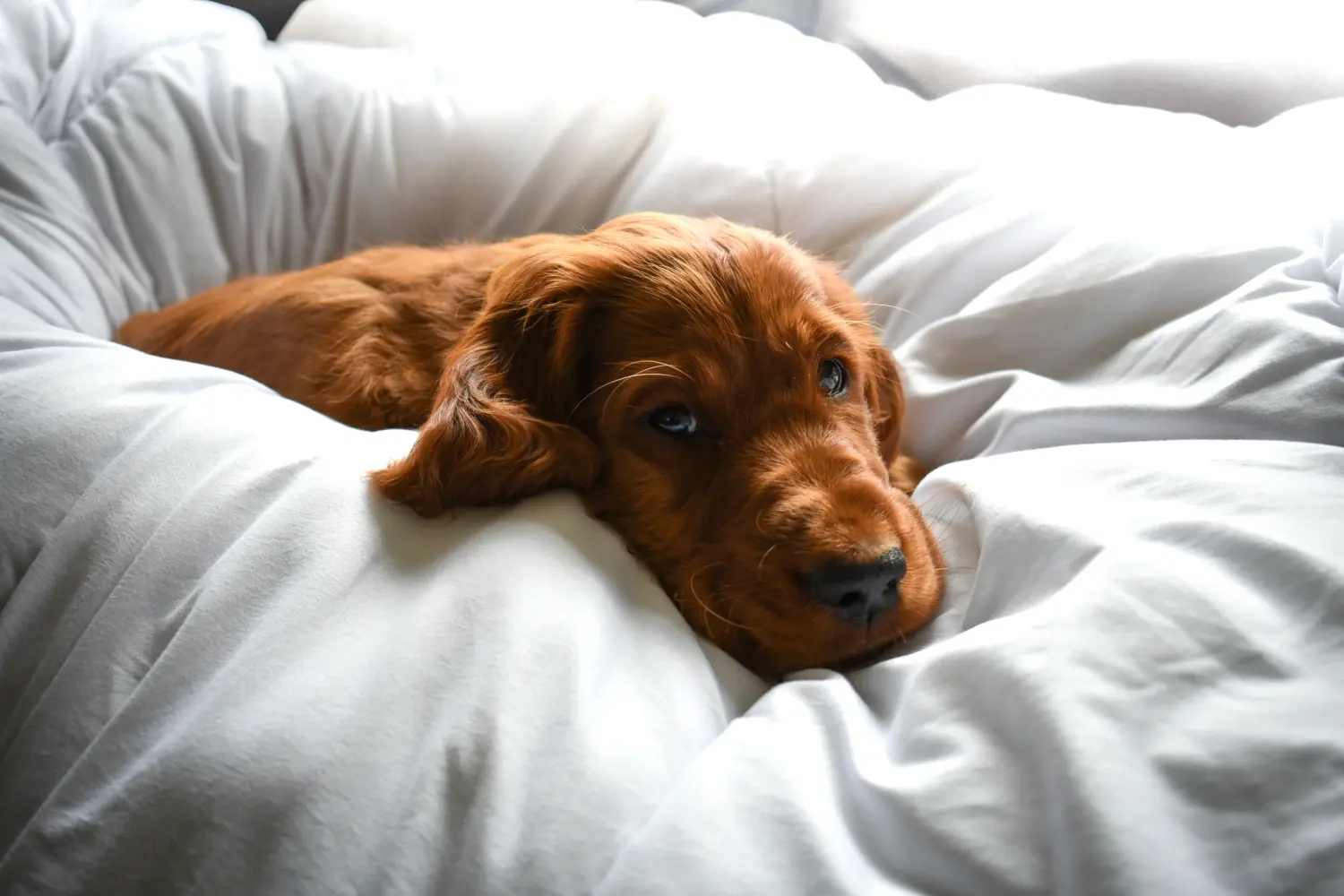 Buying an Irish Red Setter puppy means taking responsibility! Buy Irish Red Setter puppies.