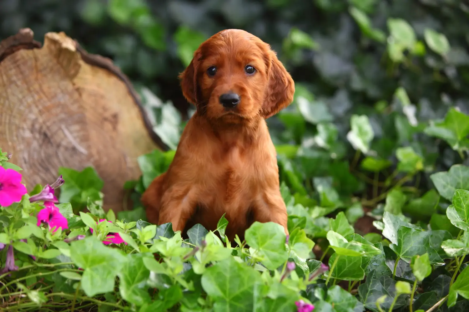 Buying an Irish Red Setter puppy means taking responsibility! Buy Irish Red Setter puppies.