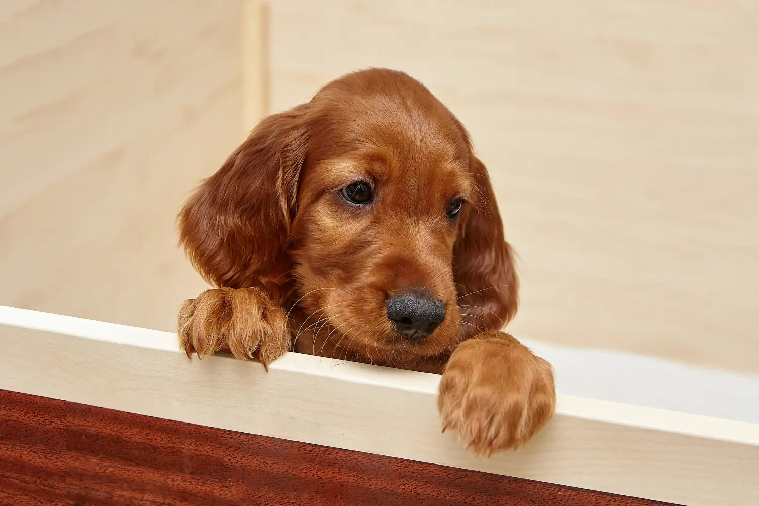 Buying an Irish Red Setter puppy means taking responsibility! Buy Irish Red Setter puppies.