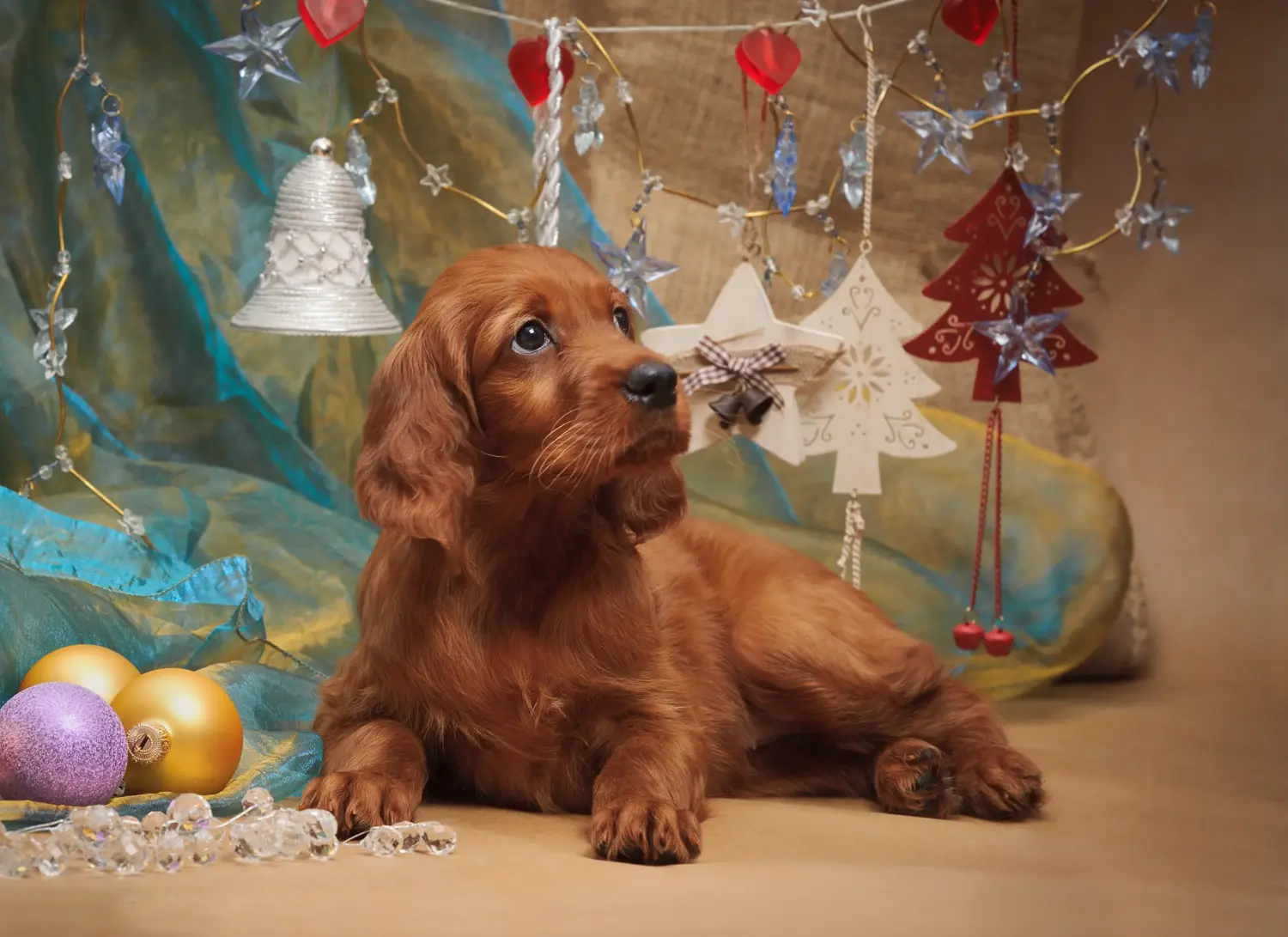 Buying an Irish Red Setter puppy means taking responsibility! Buy Irish Red Setter puppies.