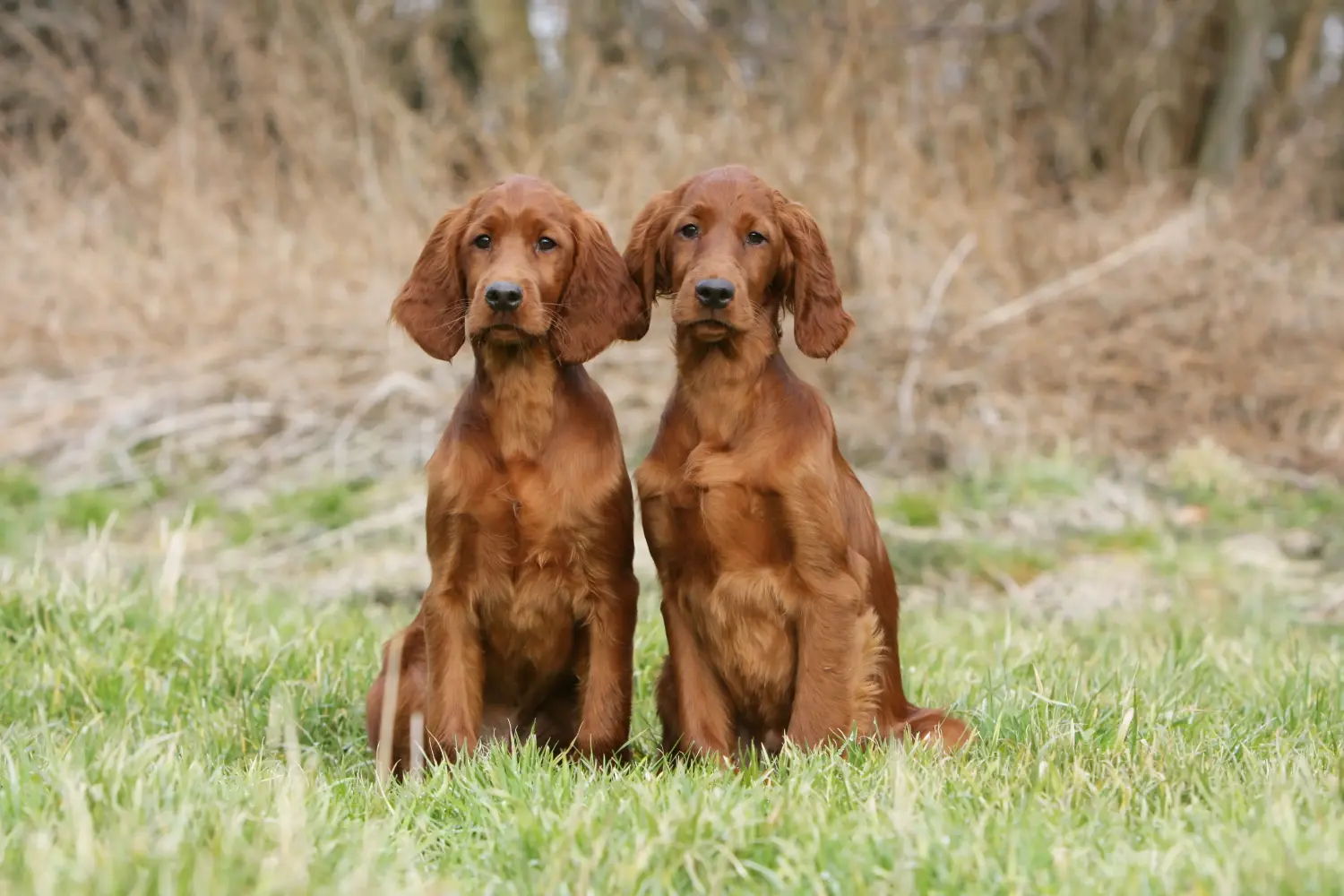 Buying an Irish Red Setter puppy means taking responsibility! Buy Irish Red Setter puppies.