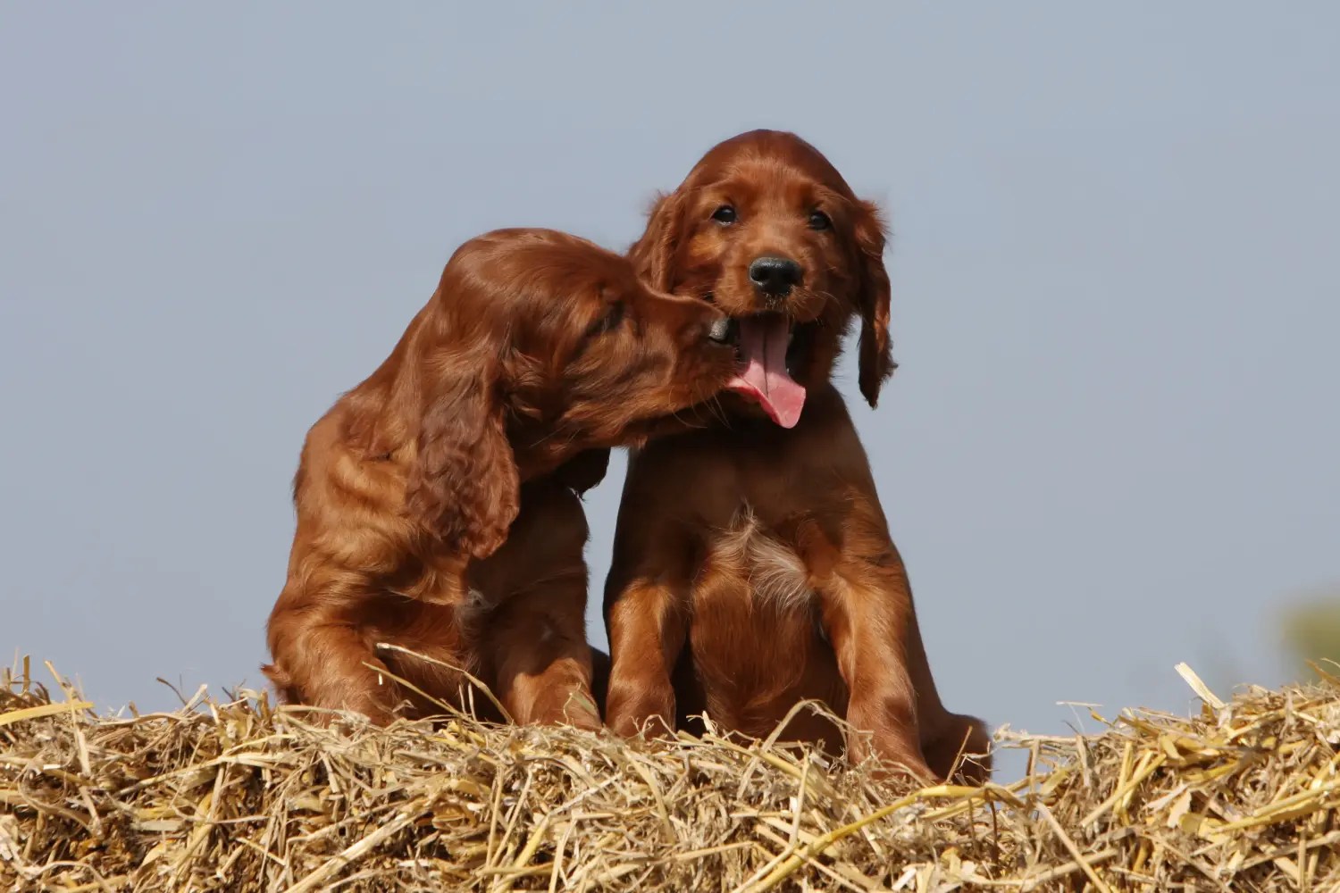 Buying an Irish Red Setter puppy means taking responsibility! Buy Irish Red Setter puppies.