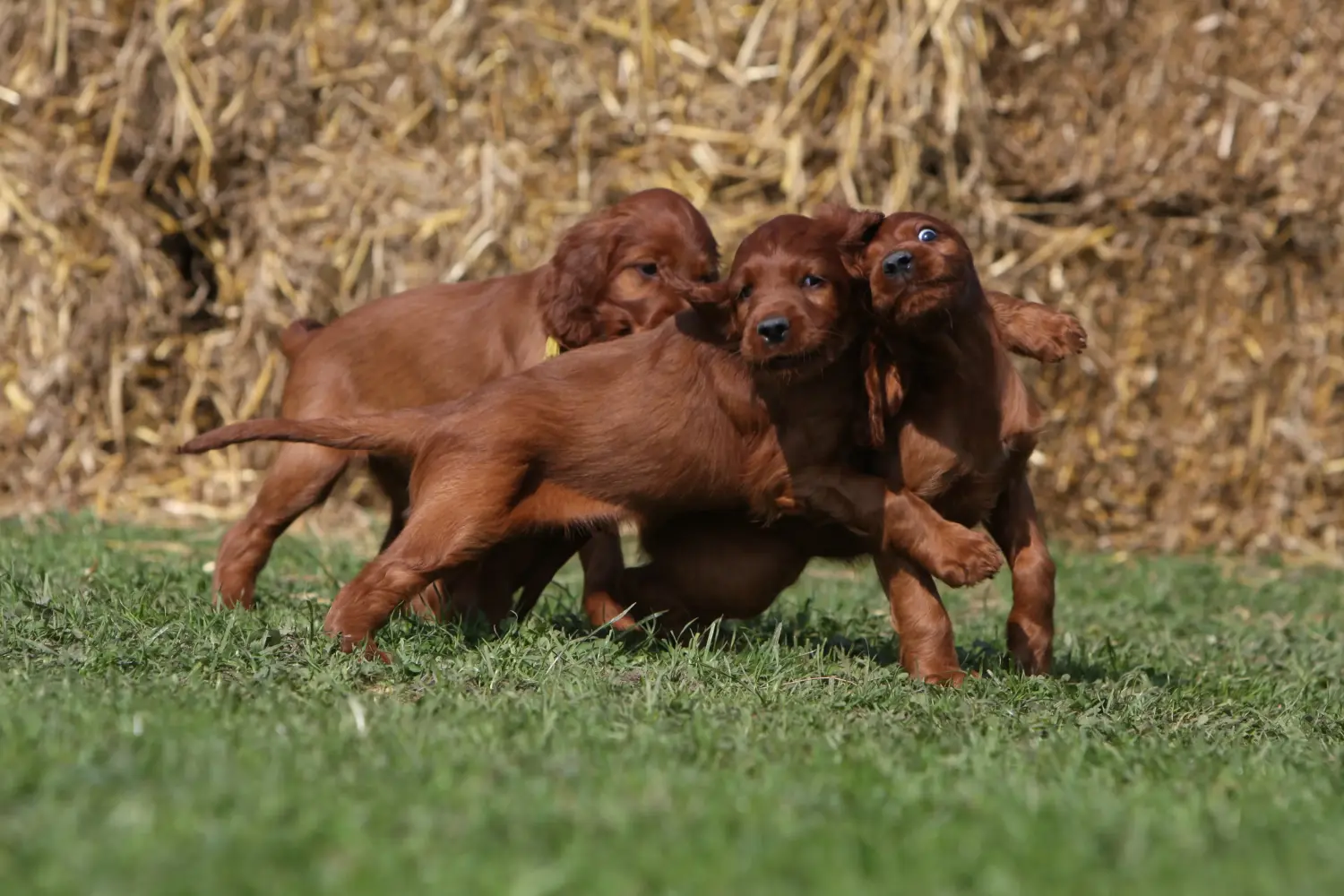 Buying an Irish Red Setter puppy means taking responsibility! Buy Irish Red Setter puppies.