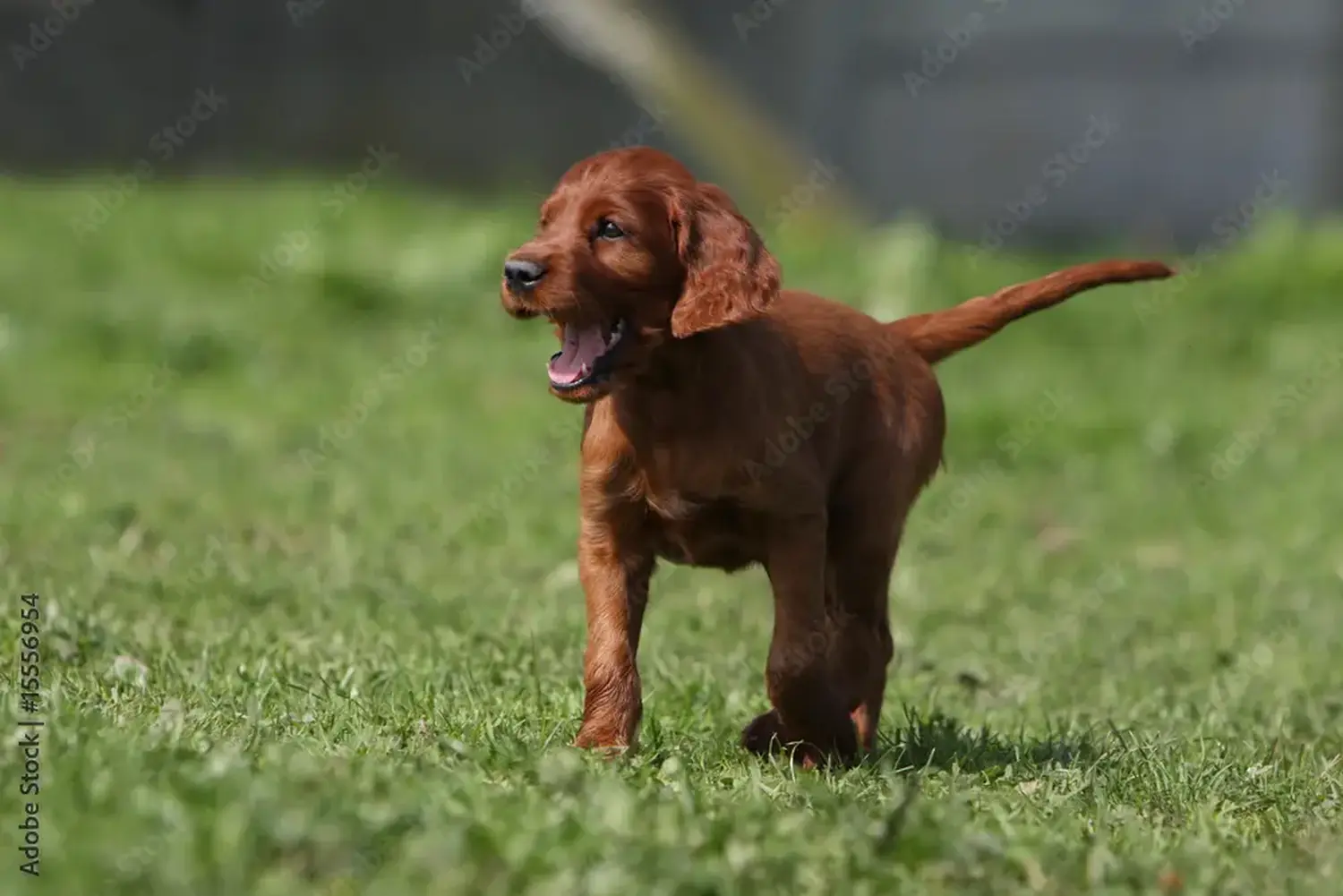 Buying an Irish Red Setter puppy means taking responsibility! Buy Irish Red Setter puppies.