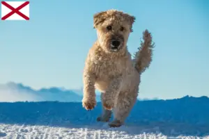 Read more about the article Irish Soft Coated Wheaten Terrier breeders and puppies in Alabama