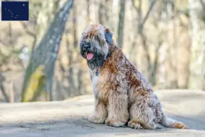 Read more about the article Irish Soft Coated Wheaten Terrier breeders and puppies in Alaska