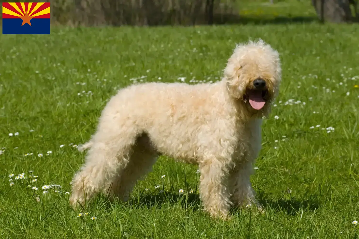 Irish Soft Coated Wheaten Terrier puppies and breeder Arizona Find Irish Soft Coated Wheaten Terrier breeders in Arizona.