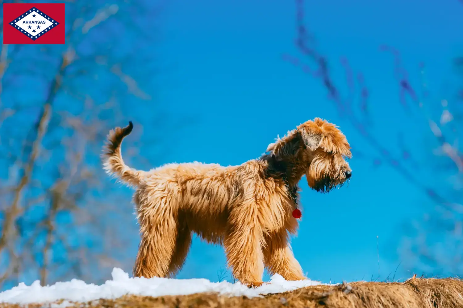 Irish Soft Coated Wheaten Terrier puppies and breeders Arkansas Find Irish Soft Coated Wheaten Terrier breeders in Arkansas.
