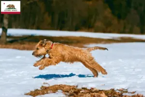 Read more about the article Irish Soft Coated Wheaten Terrier breeders and puppies in California