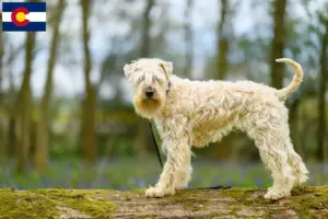Read more about the article Irish Soft Coated Wheaten Terrier breeders and puppies in Colorado