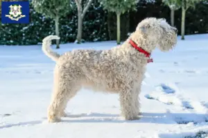 Read more about the article Irish Soft Coated Wheaten Terrier breeders and puppies in Connecticut