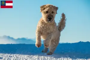 Read more about the article Irish Soft Coated Wheaten Terrier breeders and puppies in Georgia