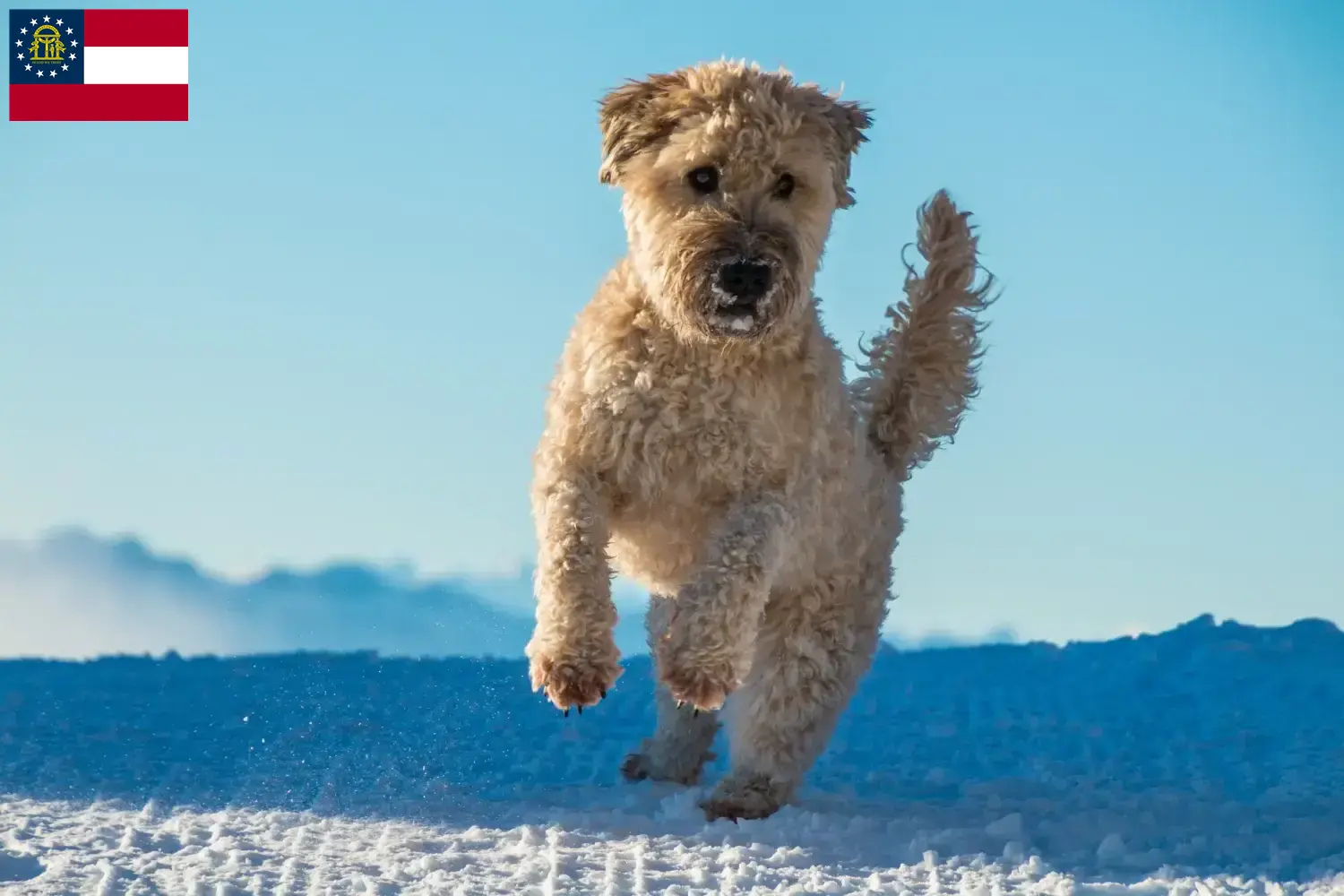 Irish Soft Coated Wheaten Terrier puppies and breeders Georgia Find Irish Soft Coated Wheaten Terrier breeders in Georgia.