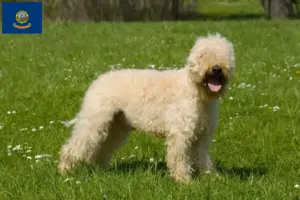 Read more about the article Irish Soft Coated Wheaten Terrier breeders and puppies in Idaho