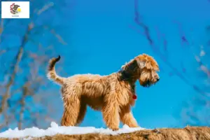 Read more about the article Irish Soft Coated Wheaten Terrier breeders and puppies in Illinois