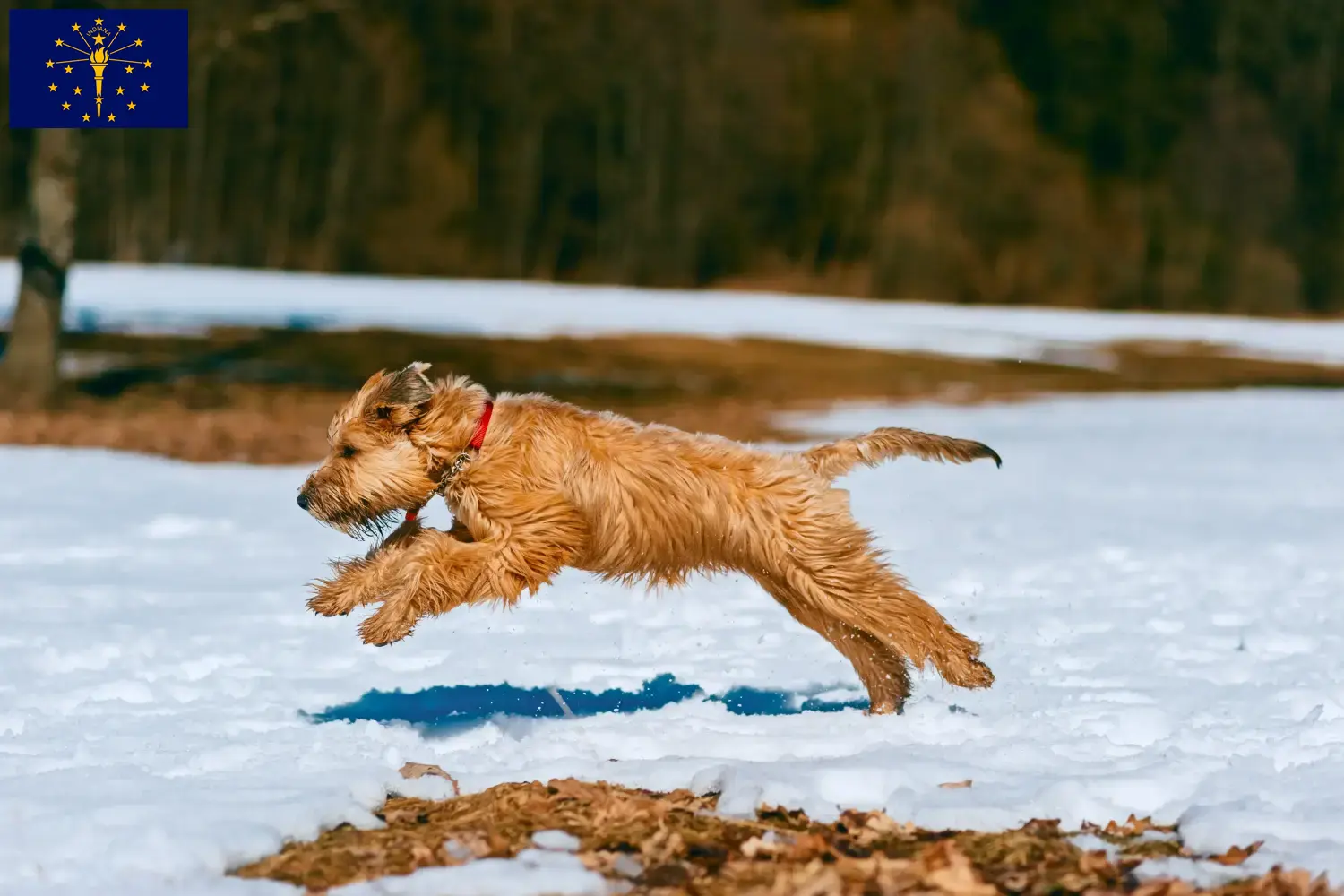 Irish Soft Coated Wheaten Terrier puppies and breeders Indiana Find Irish Soft Coated Wheaten Terrier breeders in Indiana.