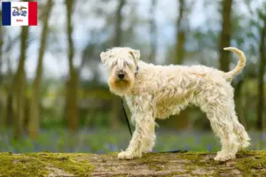 Read more about the article Irish Soft Coated Wheaten Terrier breeders and puppies in Iowa