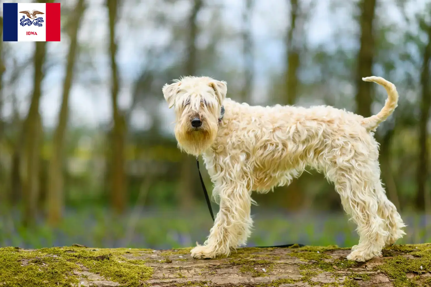 Read more about the article Irish Soft Coated Wheaten Terrier breeders and puppies in Iowa