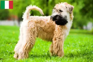 Read more about the article Irish Soft Coated Wheaten Terrier breeders and puppies in Italy