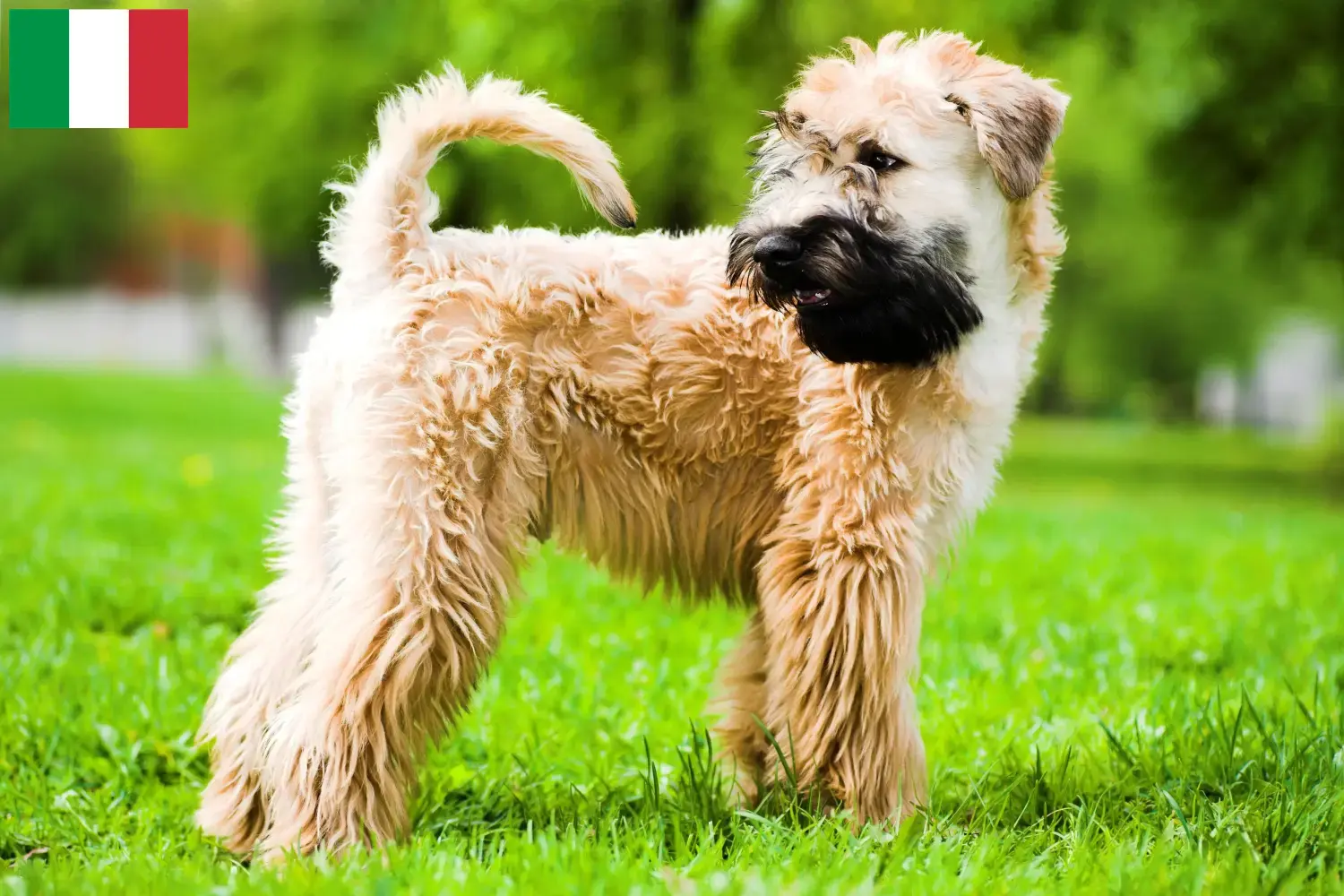 Irish Soft Coated Wheaten Terrier puppies and breeders Italy Find here Irish Soft Coated Wheaten Terrier breeders in Italy.