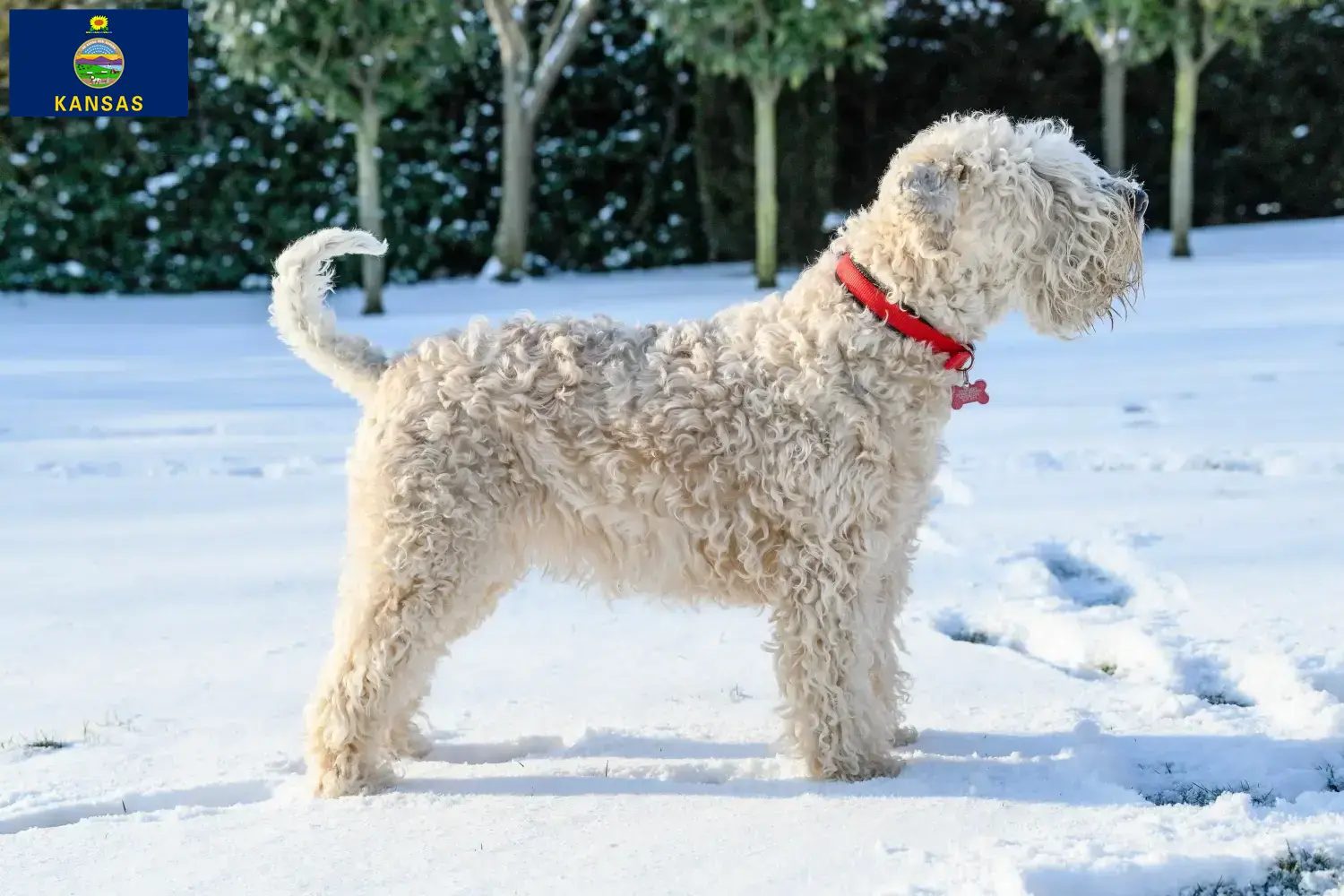 Irish Soft Coated Wheaten Terrier puppies and breeders Kansas Find Irish Soft Coated Wheaten Terrier breeders in Kansas.