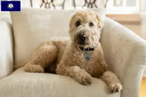 Read more about the article Irish Soft Coated Wheaten Terrier breeders and puppies in Kentucky
