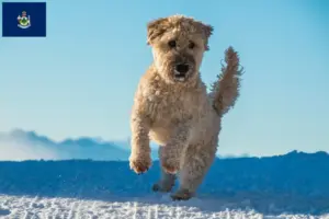 Read more about the article Irish Soft Coated Wheaten Terrier breeders and puppies in Maine