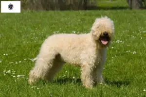 Read more about the article Irish Soft Coated Wheaten Terrier breeders and puppies in Massachusetts