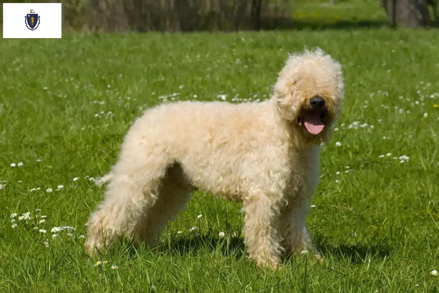 Irish Soft Coated Wheaten Terrier puppies and breeders Massachusetts Find Irish Soft Coated Wheaten Terrier breeders in Massachusetts.