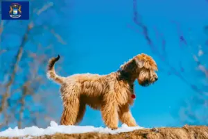 Read more about the article Irish Soft Coated Wheaten Terrier breeders and puppies in Michigan