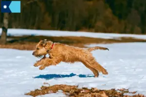 Read more about the article Irish Soft Coated Wheaten Terrier breeders and puppies in Minnesota