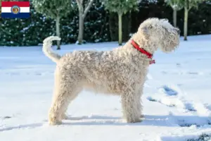 Read more about the article Irish Soft Coated Wheaten Terrier breeders and puppies in Missouri