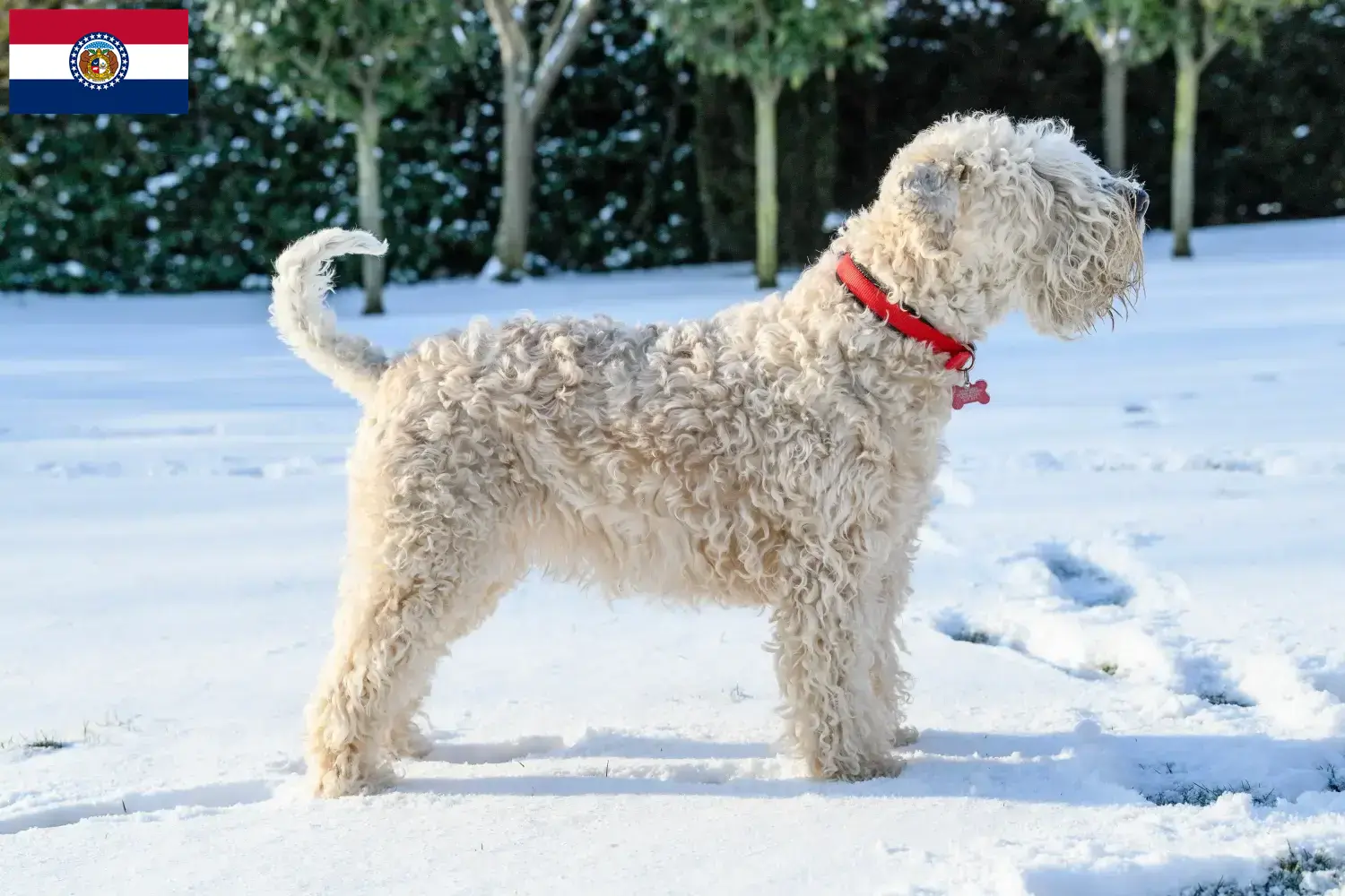 Read more about the article Irish Soft Coated Wheaten Terrier breeders and puppies in Missouri