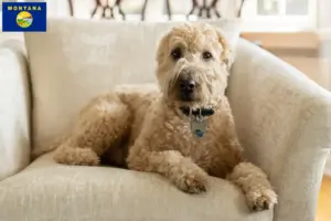 Read more about the article Irish Soft Coated Wheaten Terrier breeders and puppies in Montana