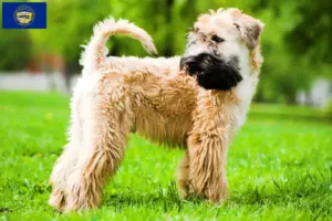 Read more about the article Irish Soft Coated Wheaten Terrier breeders and puppies in Nebraska