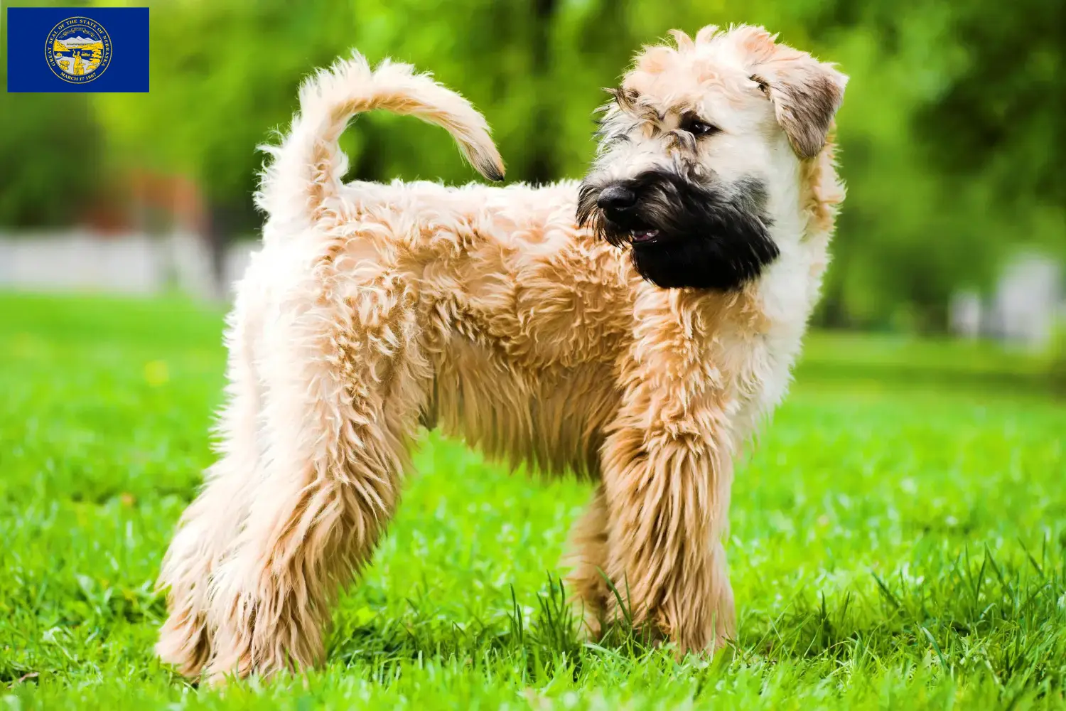 Irish Soft Coated Wheaten Terrier puppies and breeders Nebraska Find Irish Soft Coated Wheaten Terrier breeders in Nebraska.