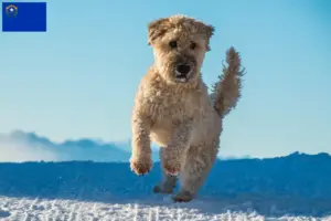 Read more about the article Irish Soft Coated Wheaten Terrier breeders and puppies in Nevada