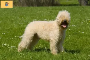 Read more about the article Irish Soft Coated Wheaten Terrier Breeder and Puppies in New Jersey