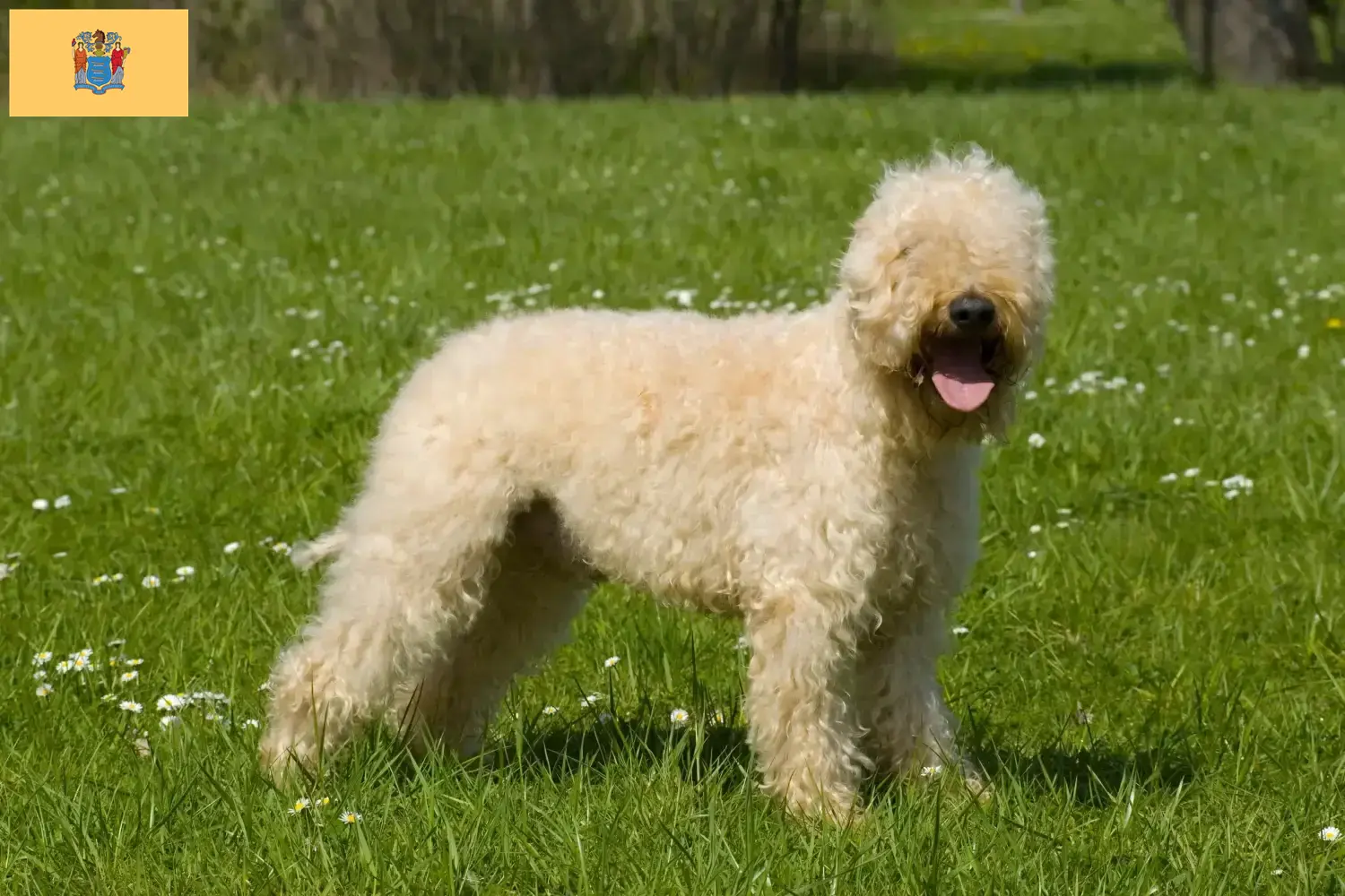 Irish Soft Coated Wheaten Terrier puppies and breeders New Jersey Find Irish Soft Coated Wheaten Terrier breeders in New Jersey.