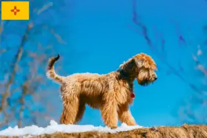 Read more about the article Irish Soft Coated Wheaten Terrier Breeder and Puppies in New Mexico