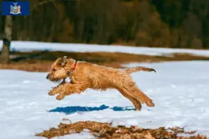 Read more about the article Irish Soft Coated Wheaten Terrier Breeder and Puppies in New York
