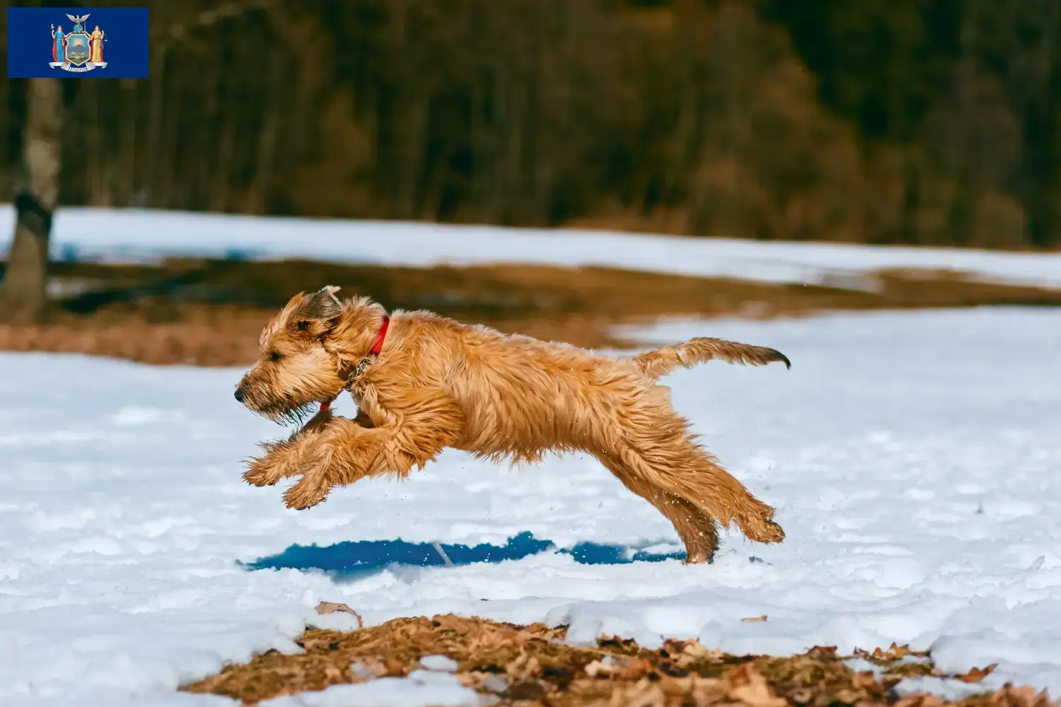 Irish Soft Coated Wheaten Terrier puppies and breeders New York Find Irish Soft Coated Wheaten Terrier breeders in New York here.