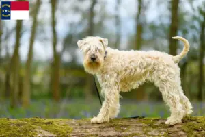 Read more about the article Irish Soft Coated Wheaten Terrier breeders and puppies in North Carolina