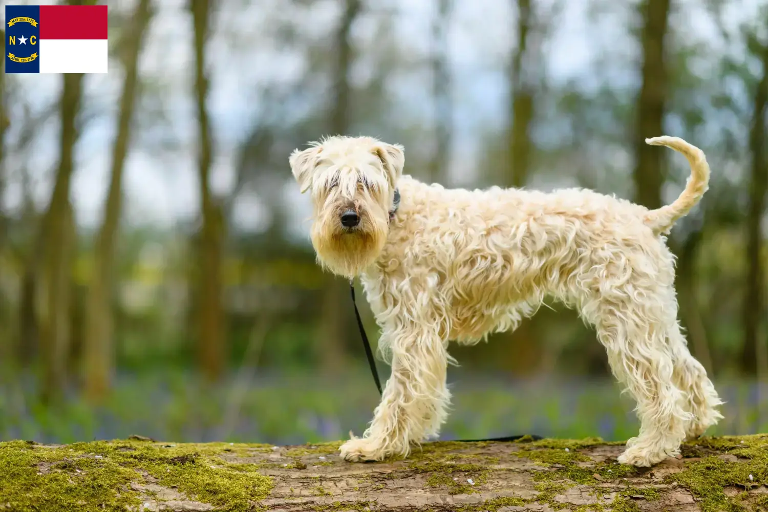 Irish Soft Coated Wheaten Terrier puppies and breeders North Carolina Find Irish Soft Coated Wheaten Terrier breeders in North Carolina.