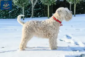 Read more about the article Irish Soft Coated Wheaten Terrier breeders and puppies in North Dakota