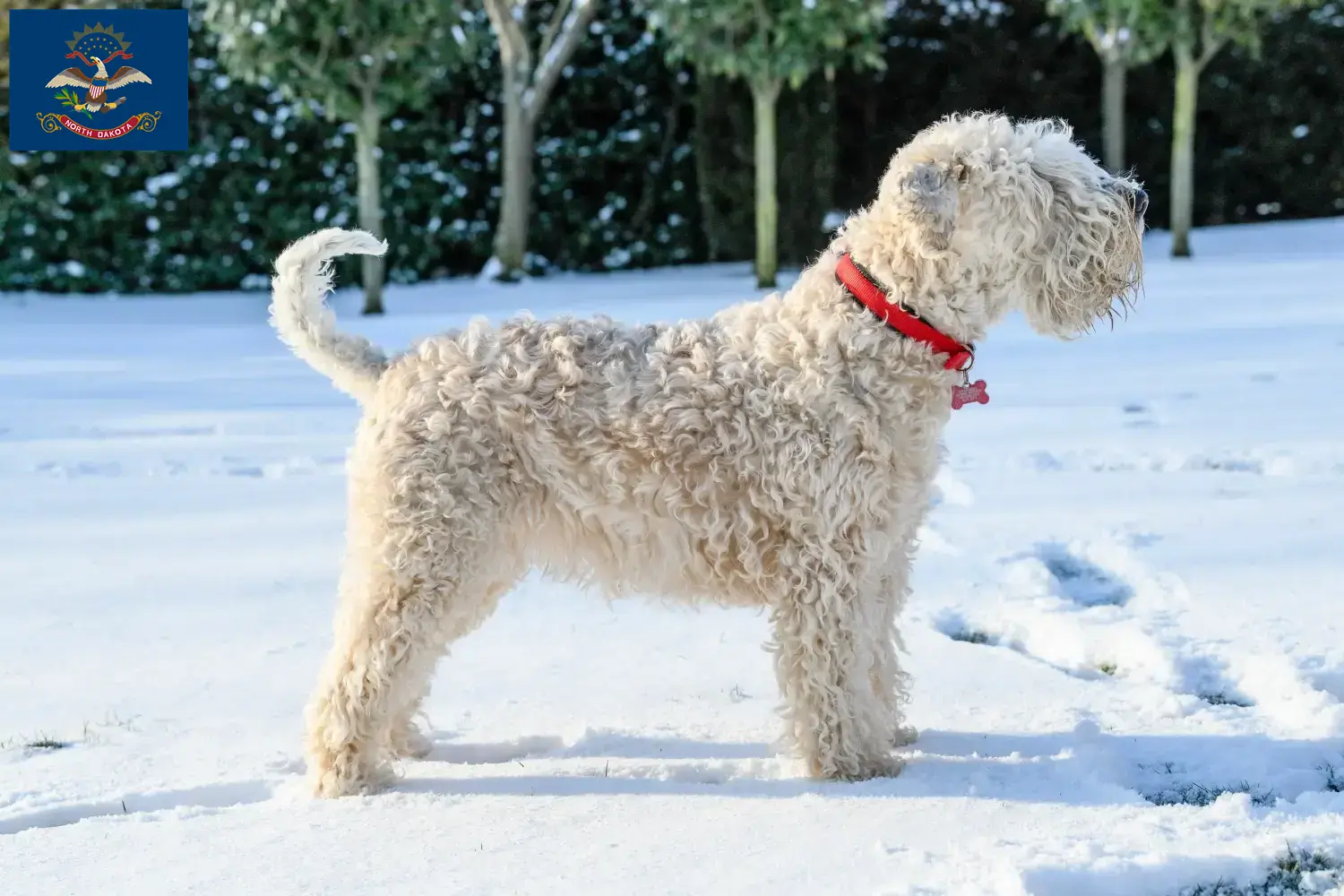 Irish Soft Coated Wheaten Terrier puppies and breeders North Dakota Find Irish Soft Coated Wheaten Terrier breeders in North Dakota.