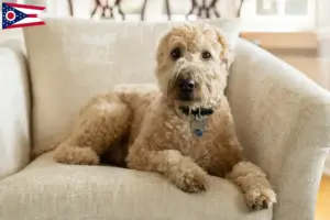 Read more about the article Irish Soft Coated Wheaten Terrier breeders and puppies in Ohio