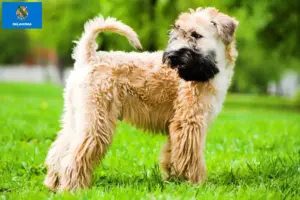 Read more about the article Irish Soft Coated Wheaten Terrier breeders and puppies in Oklahoma